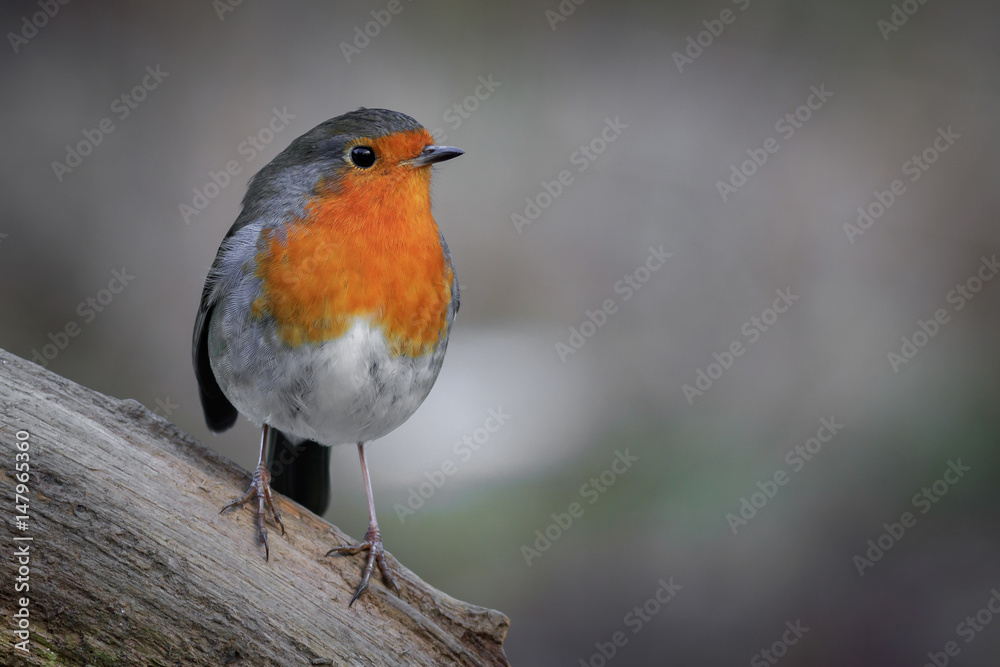 Robin (Erithacus rubecula) Robin (Erithacus rubecula)