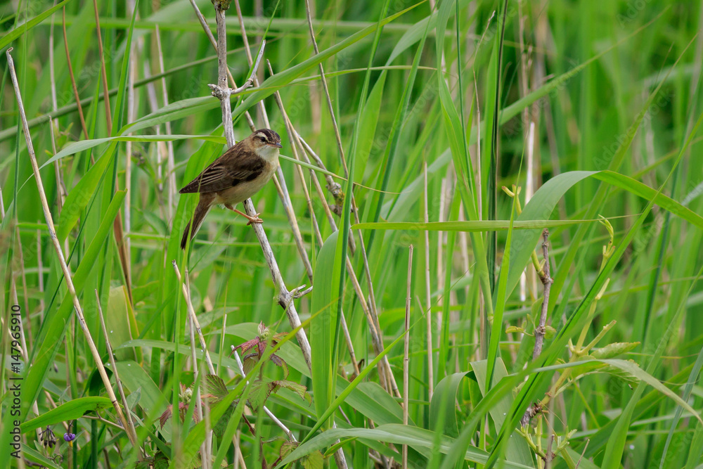 Sedge warbler (Acrocephalus schoenobaenus) Sedge warbler (Acrocephalus schoenobaenus)