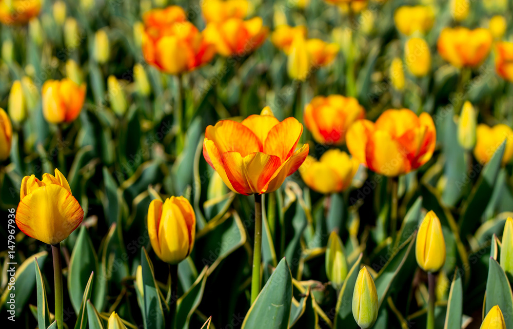 Tulips on the flowerbed