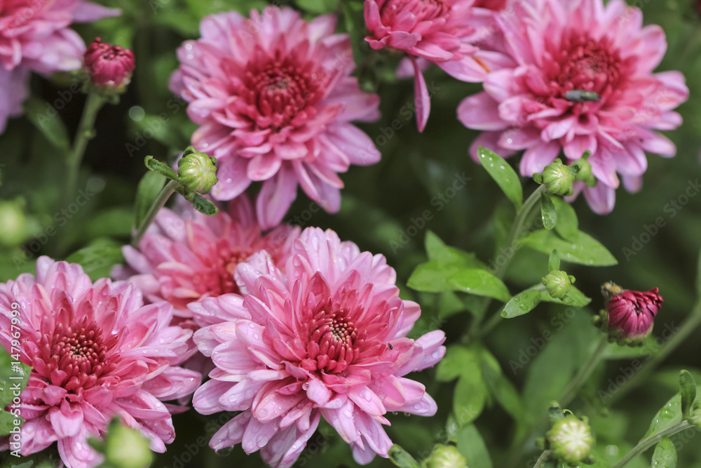 Chrysanthemums in the garden