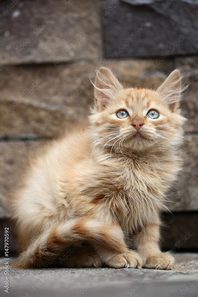 Cat Cat