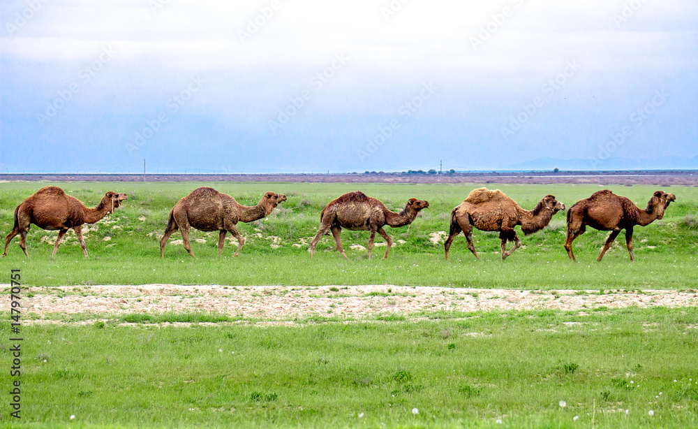 Camel in nature