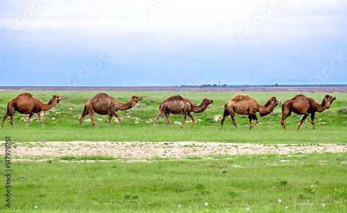 Camel in nature © kvdkz