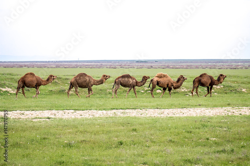 Camel in nature