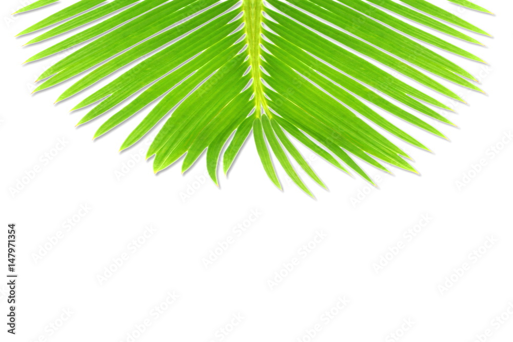Fototapeta premium green palm coconut tree leaves texture on white background with text copy space