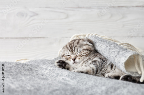 Cute scottish fold kitten sleeping in soft blanket on wooden boards background