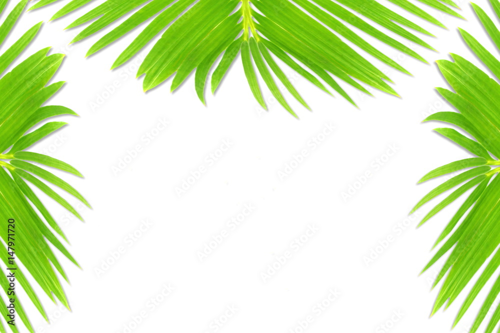 green palm coconut  tree leaves texture on white background with text copy space