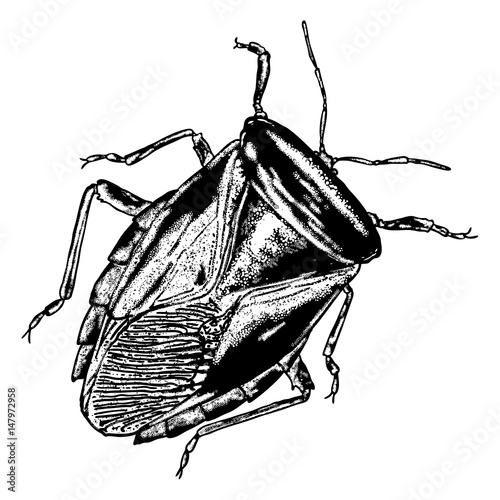 Insect stipple drawing isolated. Cockroach or bug in trendy embroidery stippling and hatching, shading style. Vector.
