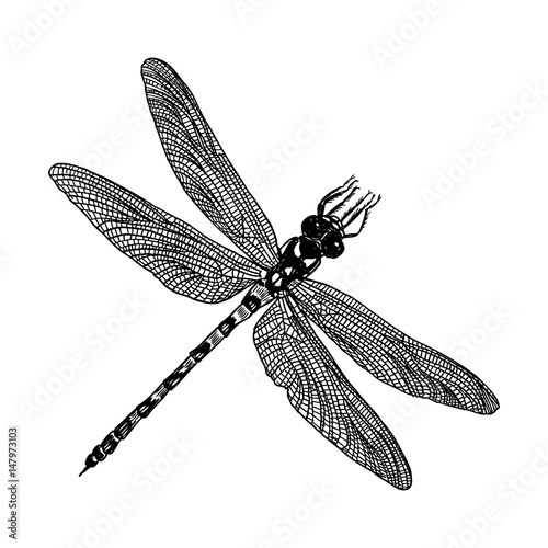 Insect stipple drawing isolated. Dragonfly and bug in trendy embroidery stippling and hatching, shading style. Vector.