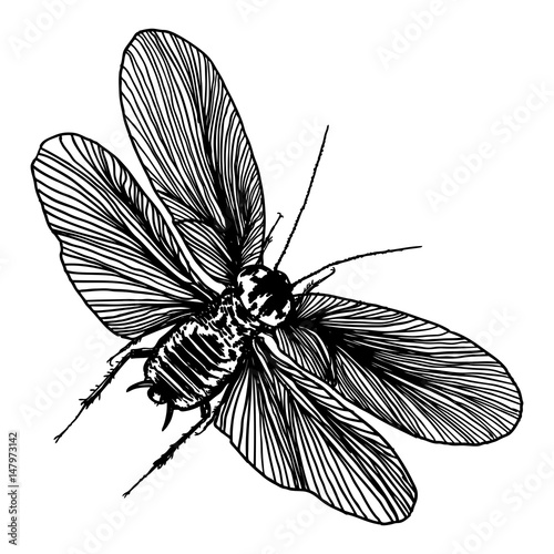 Insect with wings, flying bug. Vintage old hand drawn stippling and hatching, shading style. Engraved stipple woodcut. Vector.
