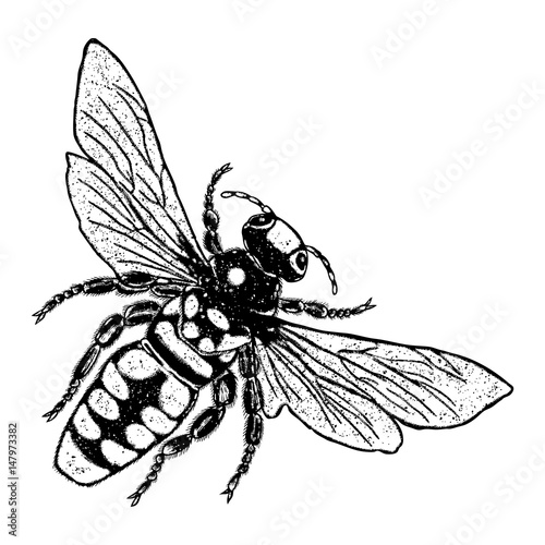 Insect stipple drawing isolated honey Bee. Flying bug in trendy embroidery stippling and hatching, shading style. Vector.