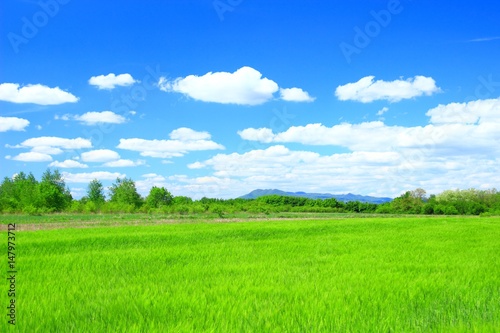 Spring green countryside landscape 