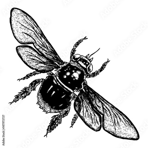 Insect stipple drawing isolated honey Bee. Flying bug in trendy embroidery stippling and hatching, shading style. Vector.