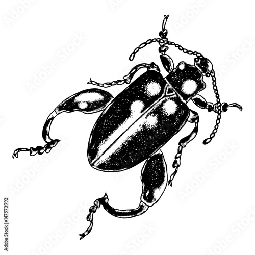 Insect, bug, scarab beetle. Trendy embroidery stippling and hatching, shading style. Stipple art. Vector.
