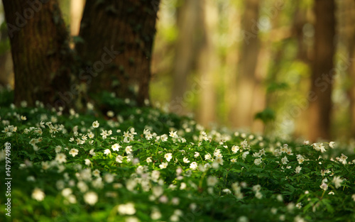 Blossoming glade of flowers in green spring forest in sunlight