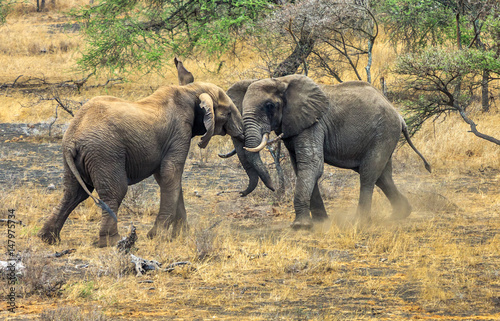 Bull Elephants at Play