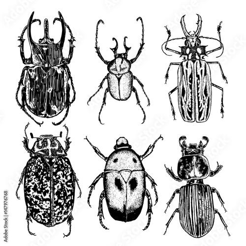 Insect stipple drawing set isolated. Insects and bugs collection in trendy embroidery stippling and hatching, shading style. Vector.