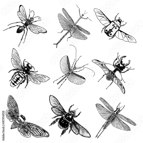 Big set of insects, bugs, beetles, fly, bees, fleas.  Many species in vintage old hand drawn stippling and hatching, shading style. Engraved stipple woodcut. Vector.
