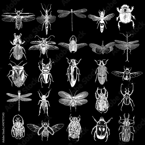 Dragonfly, small and big bug, fly, cicada, honey bee, wasp, flying ladybug and insects. Trendy embroidery stippling and hatching, shading style. Stipple art. Vector.