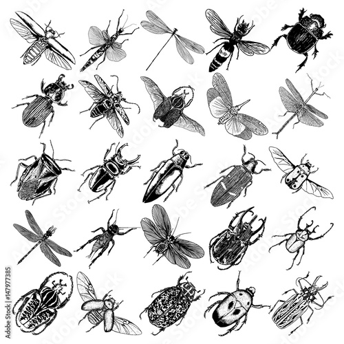 Big set of insects, bugs, beetles, fly, bees, fleas.  Many species in vintage old hand drawn stippling and hatching, shading style. Engraved stipple woodcut. Vector.