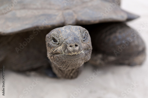 Closeup of giant tortoise © BirgitKorber