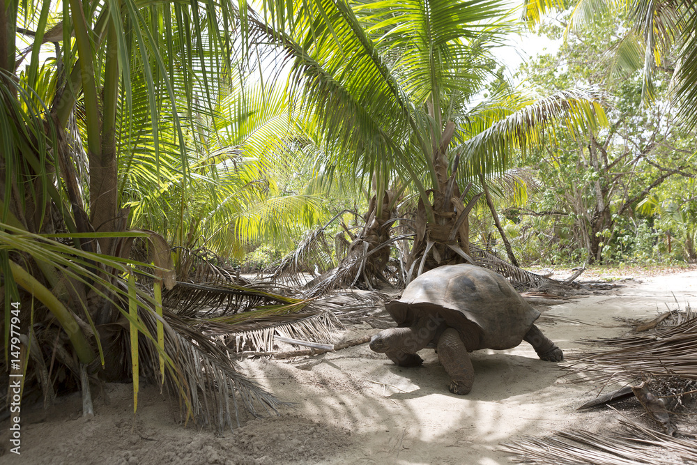 Fototapeta premium Giant tortoise in jungle