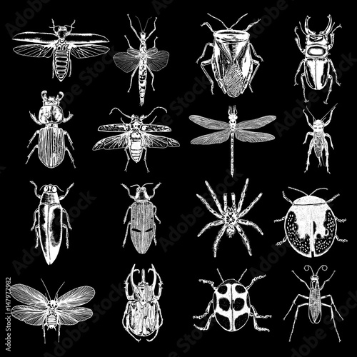 Big set of insects, bugs, beetles, fly, bees, fleas.  Many species in vintage old hand drawn stippling and hatching, shading style. Engraved stipple woodcut. Vector.