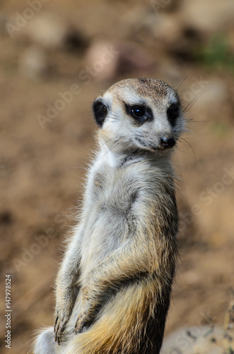 The meerkat or suricate (Suricata suricatta) is a small carnivoran belonging to the mongoose family (Herpestidae) © Sviatoslav Mishin