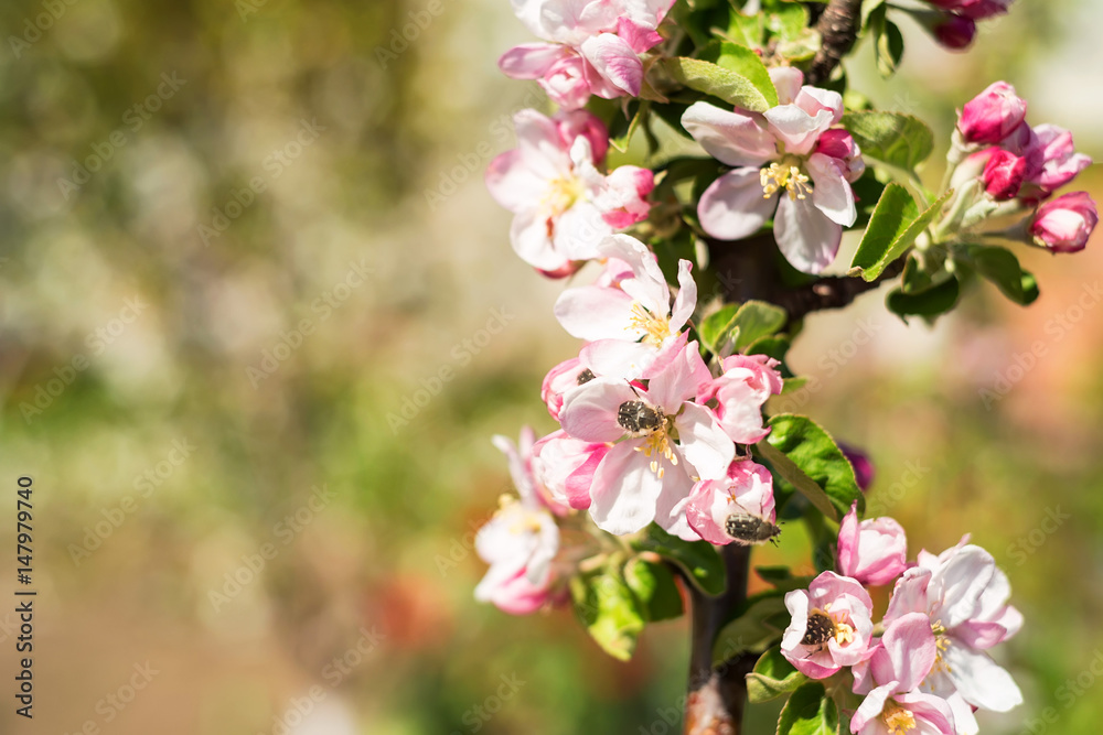 Beautiful blooming apple tree in spring Beautiful blooming apple tree in spring