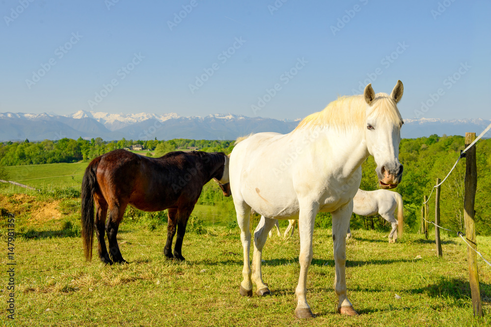 Horses in the meadow,  Pyrenees mountains in background