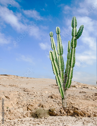 Close u of cactus at desert