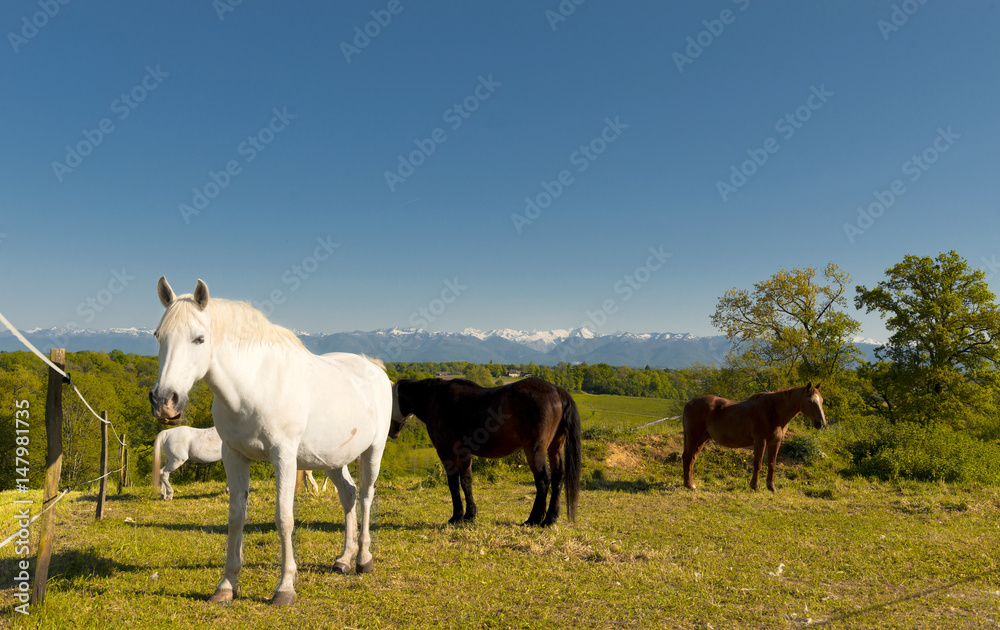 Horses in the meadow, Pyrenees mountains in background Horses in the meadow, Pyrenees mountains in background