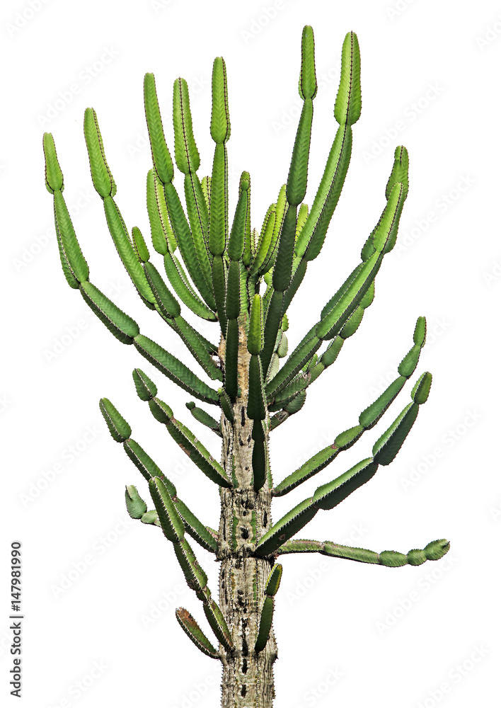 close up of cactus isolated on white background close up of cactus isolated on white background