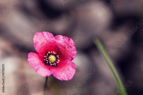 Delicate poppy flower in a field on nature in sunlight on a light background. Spring. Summer. Borders pattern for design. Aerial delicate poppy flower petals.