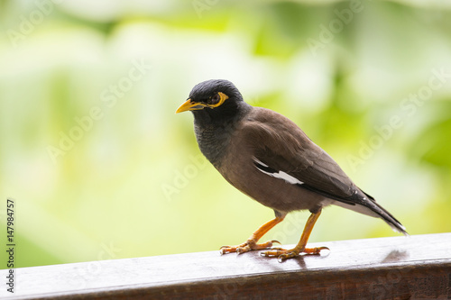 Portrait hill mynah, Gracula religiosa bird, the most intelligent birds in the world.