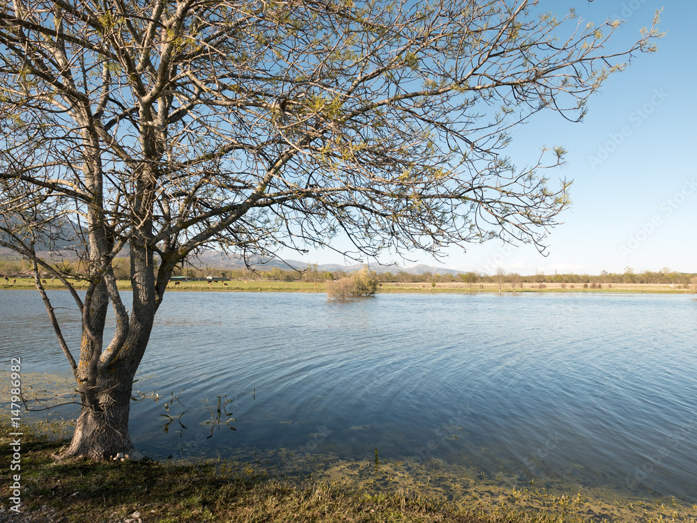 Fototapeta premium Wet tree