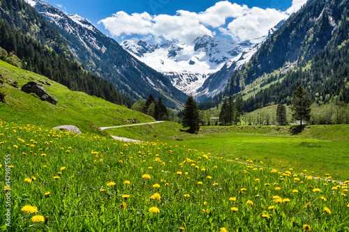 Amazing alpine spring summer landscape with green meadows flowers and snowy peak in the background. Austria, Tirol, Stillup valley. photo
