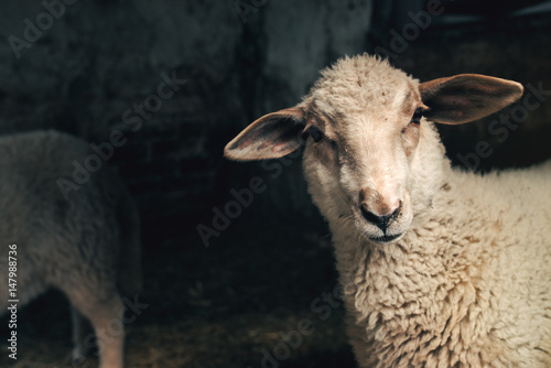 Sheep lamb in farm barn