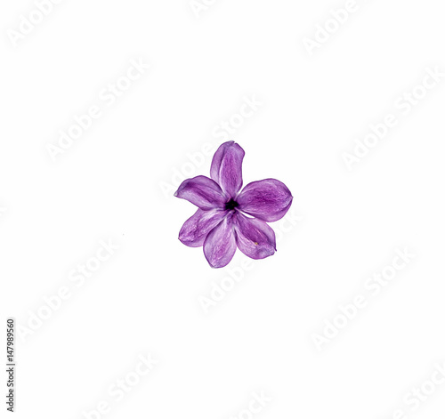 Lilac on white background