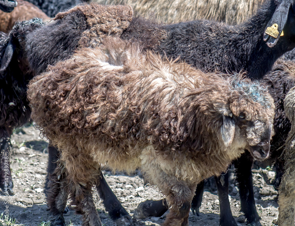 Obraz premium Sheep in the wild