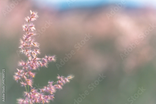 Little pink flowers. 