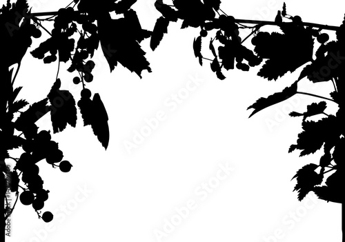 frame from black currant branches isolated on white