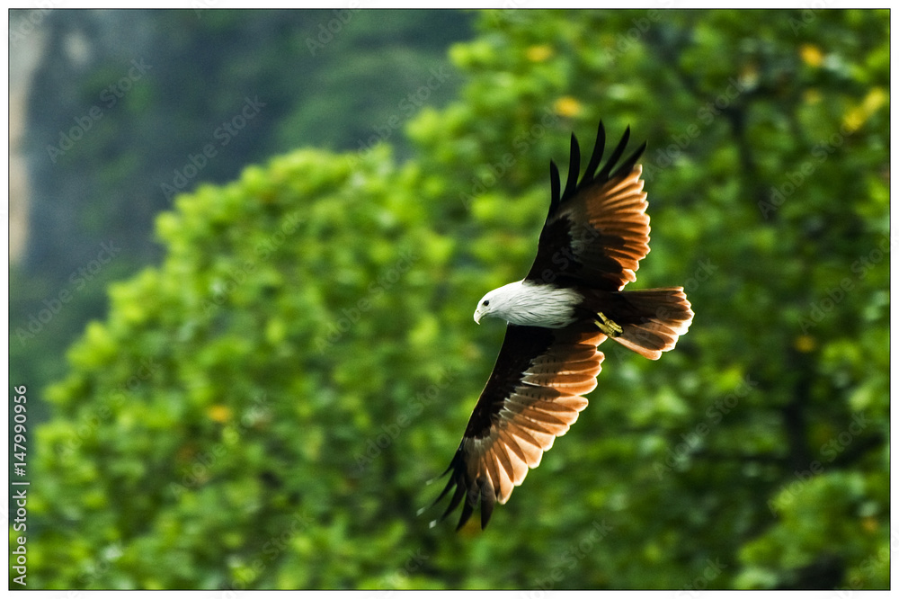 Fototapeta premium Eagle