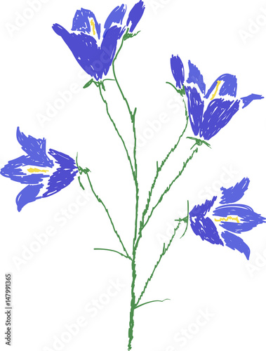 Spreading blue bellflower picture isolated on white