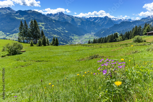 Alpine mountain view with bright green meadow in the foreground. Austria, Tirol, Zillertal, Zillertal High Alpine Road © anitasstudio