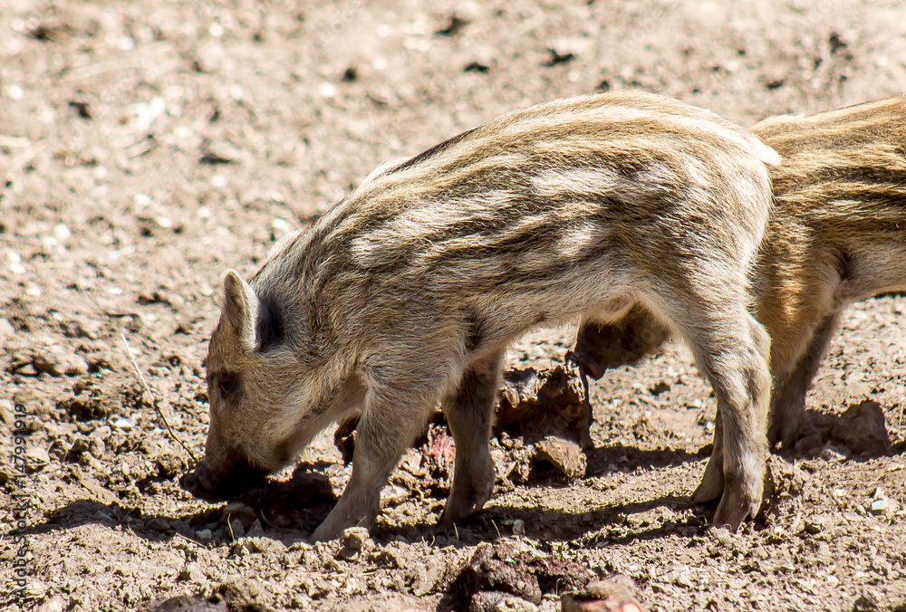 Small wild boar Small wild boar