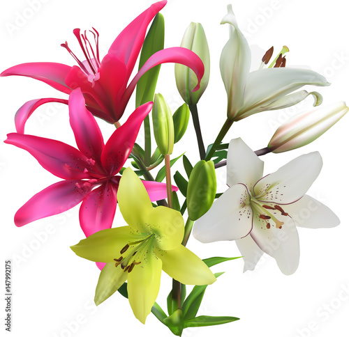 three colors lily flowers bunch on white