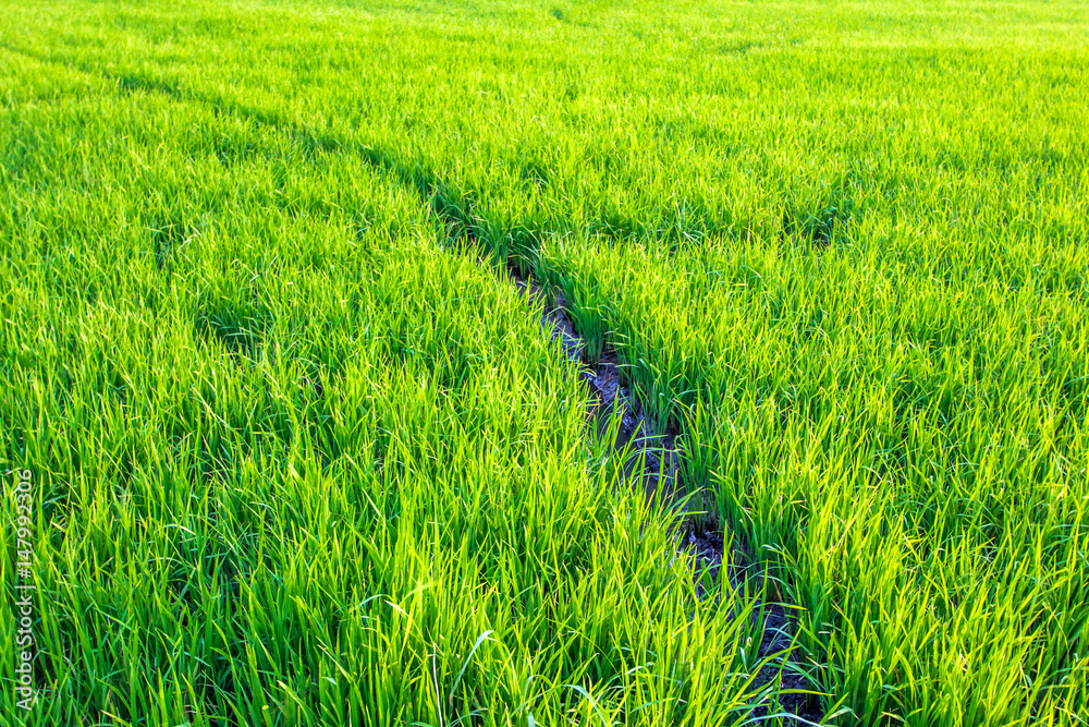 Fototapeta premium Beautiful view of rice paddy field during sunset 