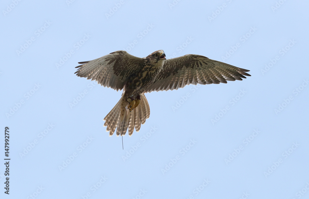 Fototapeta premium Close up of a Saker Falcon in flight