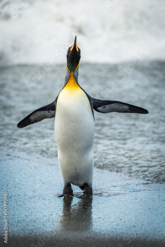 King penguin flapping flippers on wet beach